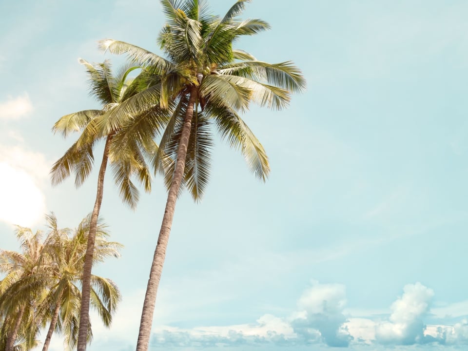 Palm trees by the ocean