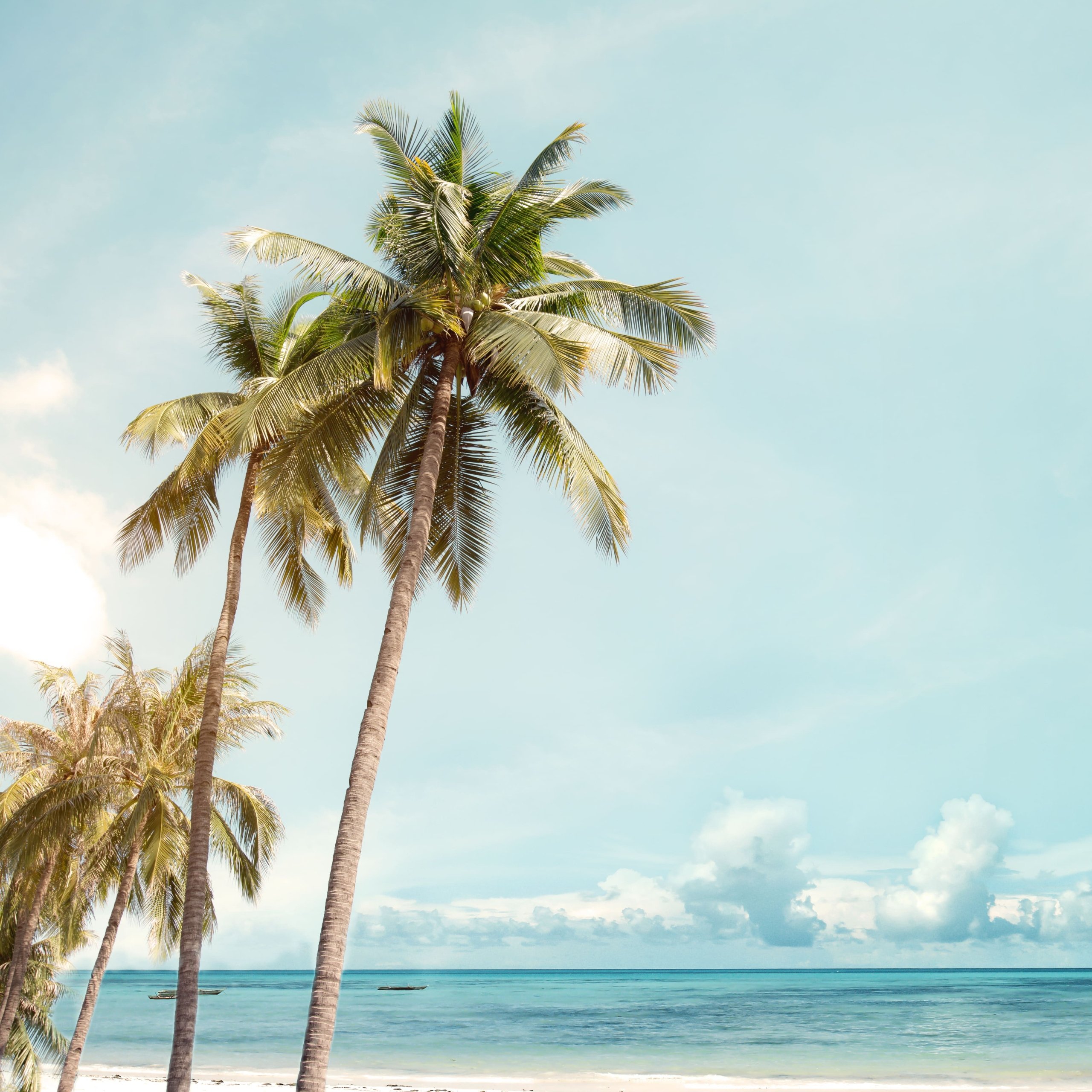 Palm trees by the ocean