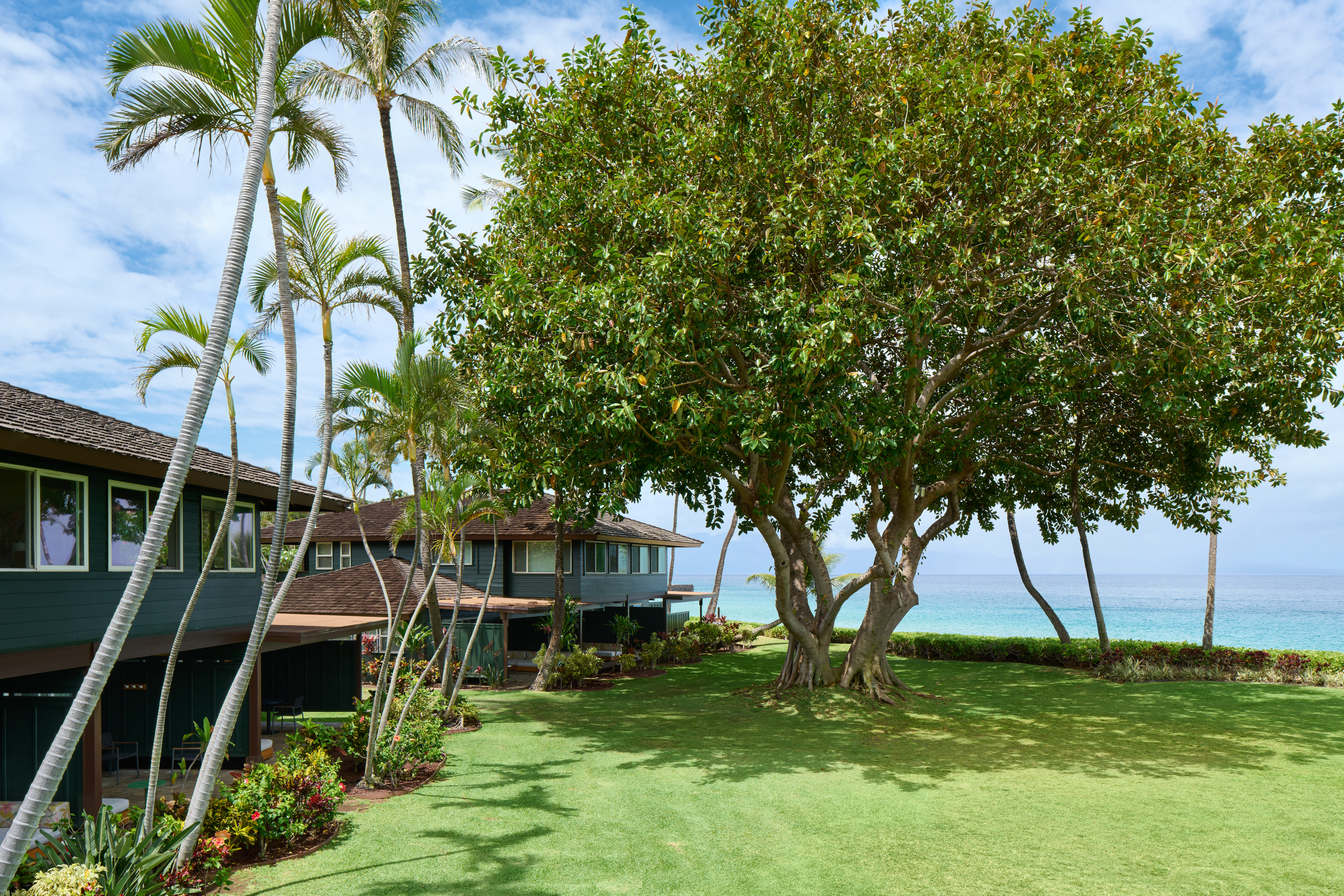 A green lawn with a large tree and palm trees, overlooking the ocean.