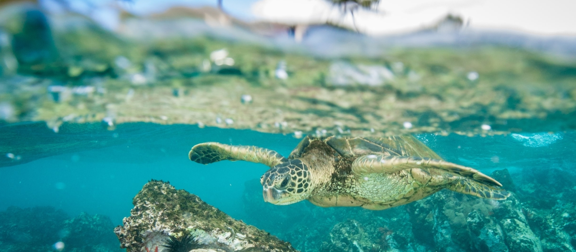 Sea turtle swimming in the Caribian ocean.