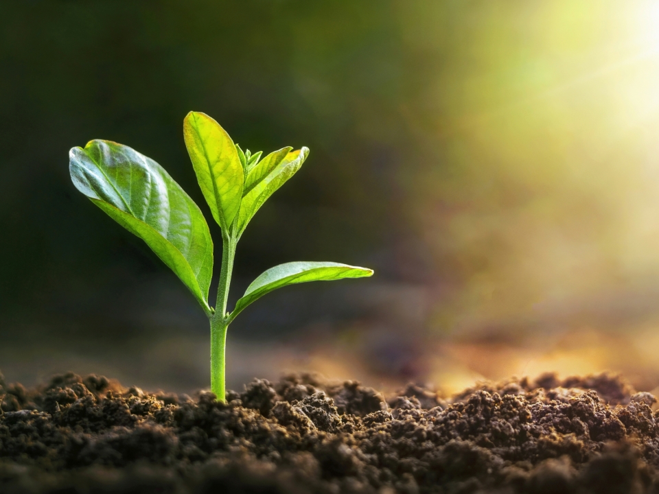 Seedling