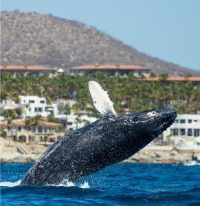 Humpback Whale